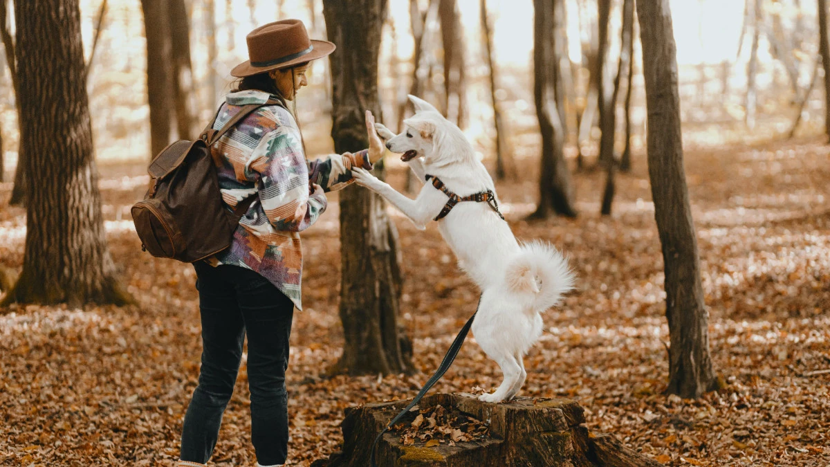 Hund im Wald Hund im Wald, wandern